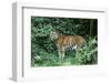 Tiger-null-Framed Photographic Print