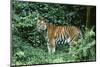 Tiger-null-Mounted Photographic Print