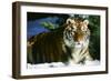 Tiger-null-Framed Photographic Print