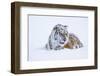 Tiger-null-Framed Photographic Print