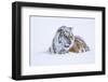 Tiger-null-Framed Photographic Print