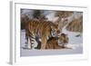 Tiger-null-Framed Photographic Print