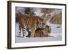 Tiger-null-Framed Photographic Print