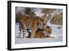 Tiger-null-Framed Photographic Print