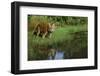 Tiger-null-Framed Photographic Print