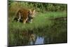 Tiger-null-Mounted Photographic Print