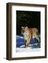 Tiger-null-Framed Photographic Print