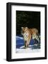 Tiger-null-Framed Photographic Print