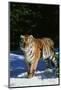 Tiger-null-Mounted Photographic Print