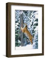 Tiger-null-Framed Photographic Print