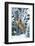 Tiger-null-Framed Photographic Print