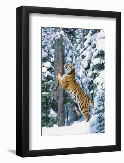 Tiger-null-Framed Photographic Print