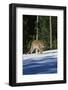 Tiger-null-Framed Photographic Print