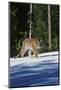 Tiger-null-Mounted Photographic Print