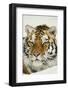 Tiger-null-Framed Photographic Print