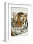 Tiger-null-Framed Photographic Print