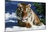 Tiger-null-Mounted Photographic Print