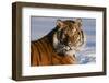 Tiger-null-Framed Photographic Print