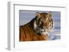 Tiger-null-Framed Photographic Print