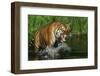 Tiger-null-Framed Photographic Print