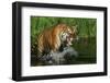 Tiger-null-Framed Photographic Print