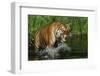 Tiger-null-Framed Photographic Print