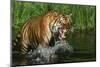 Tiger-null-Mounted Photographic Print