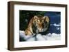 Tiger-null-Framed Photographic Print