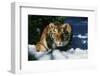 Tiger-null-Framed Photographic Print