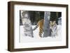 Tiger-null-Framed Photographic Print