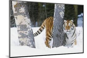 Tiger-null-Mounted Photographic Print