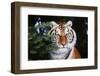 Tiger-null-Framed Photographic Print