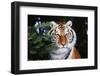 Tiger-null-Framed Photographic Print