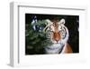 Tiger-null-Framed Photographic Print