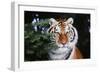 Tiger-null-Framed Photographic Print