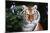 Tiger-null-Mounted Photographic Print