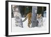 Tiger-null-Framed Photographic Print