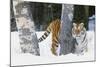 Tiger-null-Mounted Photographic Print