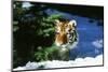 Tiger-null-Mounted Photographic Print