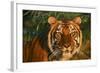 Tiger-null-Framed Photographic Print