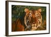 Tiger-null-Framed Photographic Print