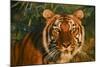 Tiger-null-Mounted Photographic Print