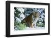 Tiger-null-Framed Photographic Print