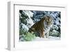 Tiger-null-Framed Photographic Print