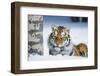 Tiger-null-Framed Photographic Print