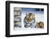 Tiger-null-Framed Photographic Print