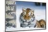 Tiger-null-Mounted Photographic Print