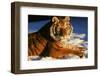 Tiger-null-Framed Photographic Print