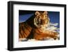 Tiger-null-Framed Photographic Print