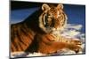 Tiger-null-Mounted Photographic Print